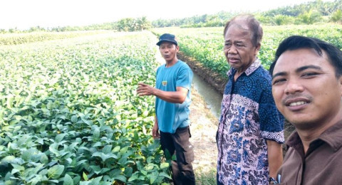 Dari Lahan 3 Hektare Petani Rantau Rasau Disiapkan Jadi Penangkar Benih Kedelai